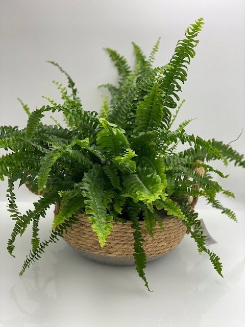 OSŁONKI Z TRAWY MISA Z RĄCZKAMI komplet - obrazek 6