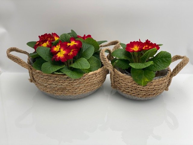 OSŁONKI Z TRAWY MISA Z RĄCZKAMI komplet - obrazek 3