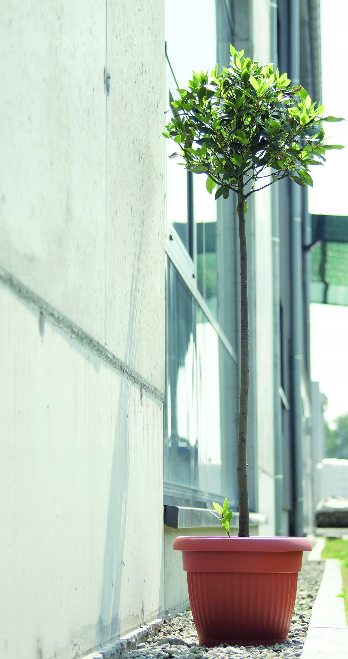 Doniczka TERRA 25 ANTRACYT Prosperplast 25 cm x 25 x 19,5 cm - obrazek 7