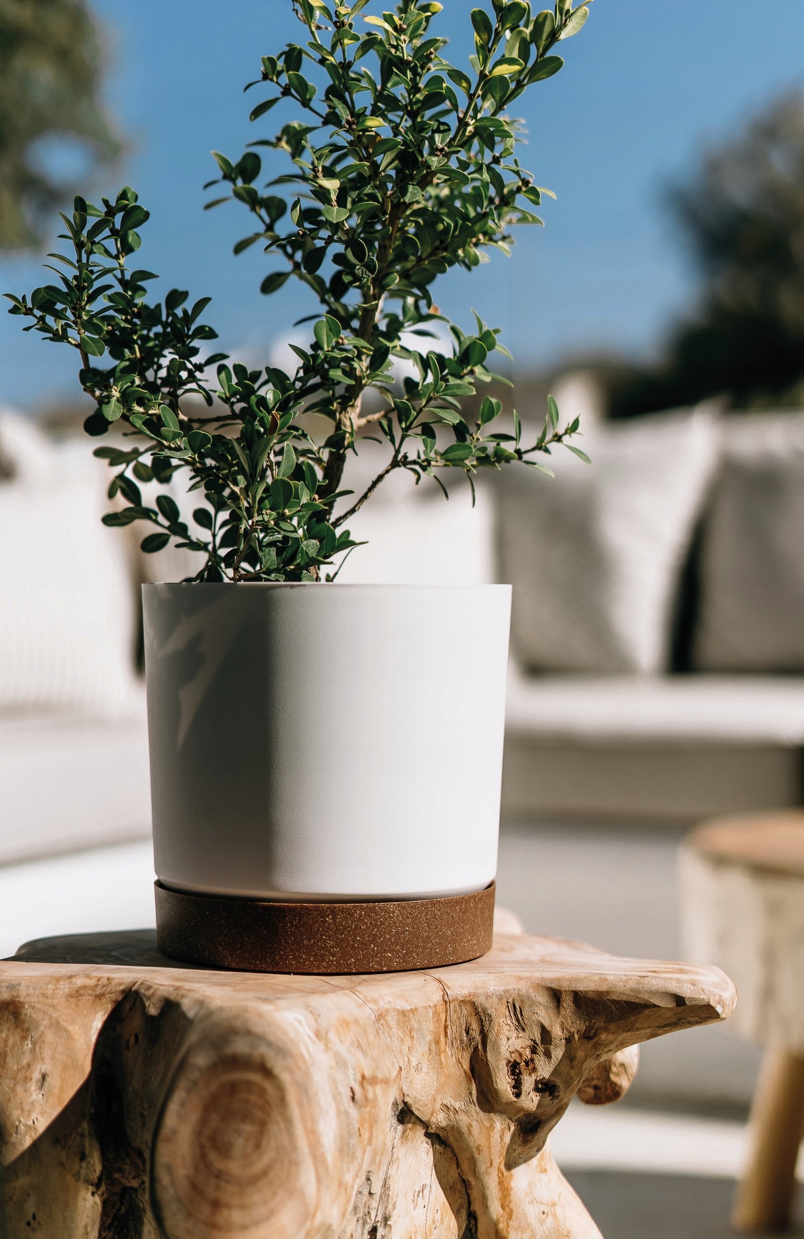 Doniczka z podstawką TUBO PM 30 CM Prosperplast 29,2x29,2x28,3 cm zielona - obrazek 14