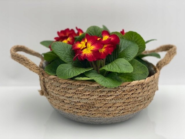 OSŁONKI Z TRAWY MISA Z RĄCZKAMI komplet - obrazek 4