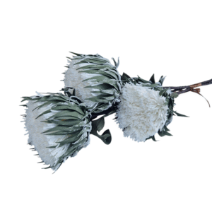 Gałązka Piankowa H 67 cm 3 Kwiaty OR-FL-61-01-WHITE