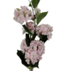 Bukiet Hortensja H 70 cm