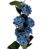 Bukiet Hortensja H 70 cm