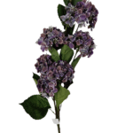 Bukiet Hortensja H 70 cm VIP6458spr