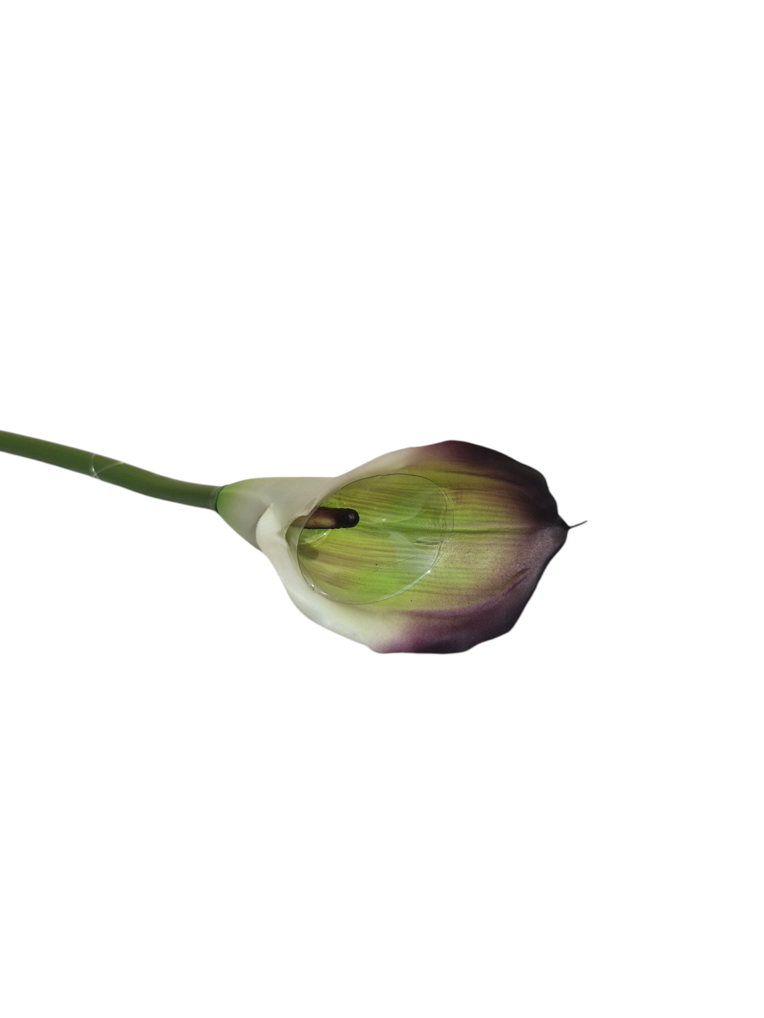 Kalla Kalia gałązka pojedyncza gumowa H 74 cm 12cmx9 cm - obrazek 2
