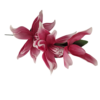 Gałązka Magnolia Pianka H 110 cm 2 Kwiaty + 1 pąk