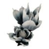 Gałązka Magnolia H 106 cm Główka 30 cm Pianka