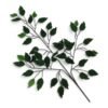 Liść Fikusa Benjamina H 61 cm