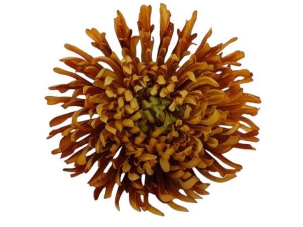Główka Wyrobowa Chryzantema Q 18 cm pak. 12 szt. (wzór 3)