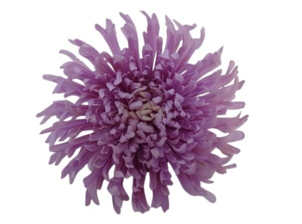 Główka Wyrobowa Chryzantema Q 18 cm pak. 12 szt. (wzór 7)